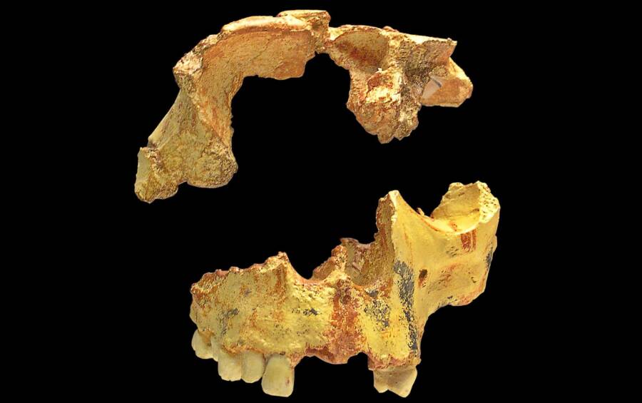 Boy Of Gran Dolina Skull