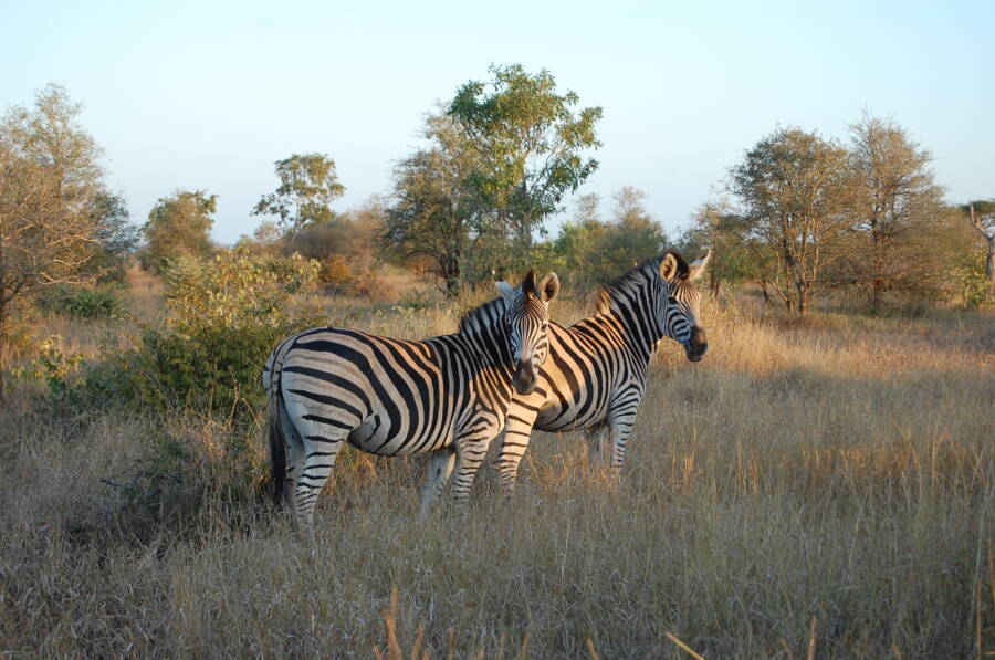 Zebra Kruger National Park