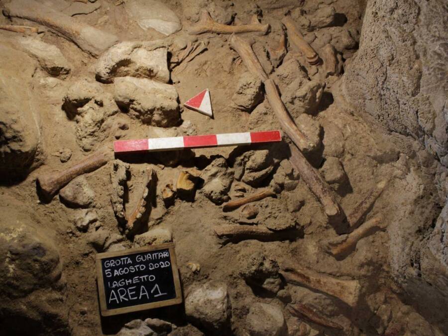 Guattari Cave Bones