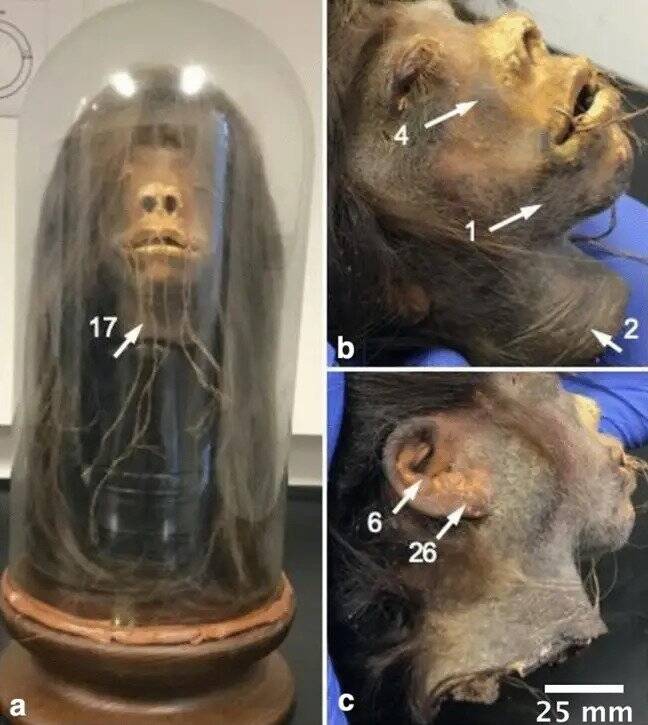 Study Of The Shrunken Head