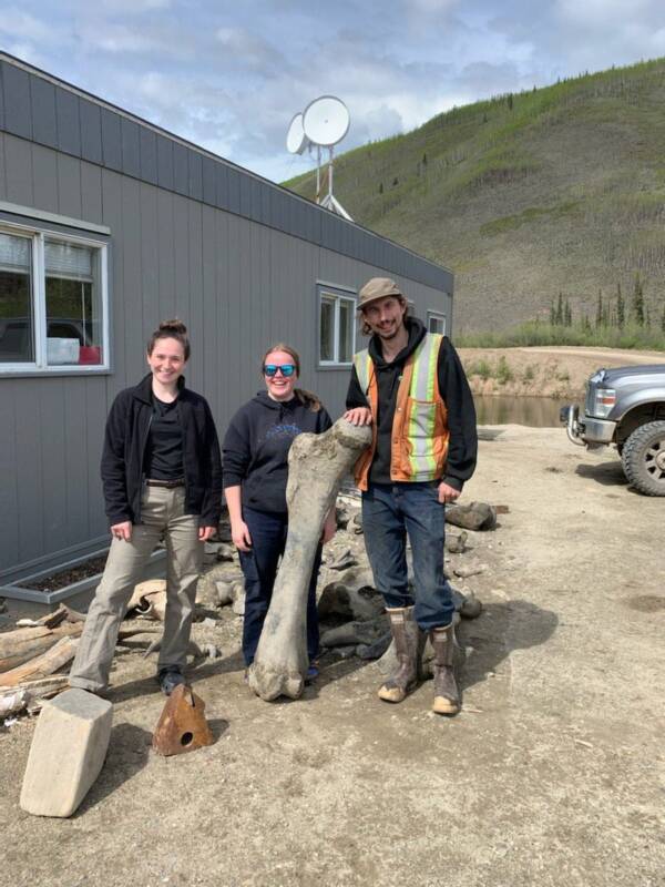 Miners Hold Woolly Mammoth Bones