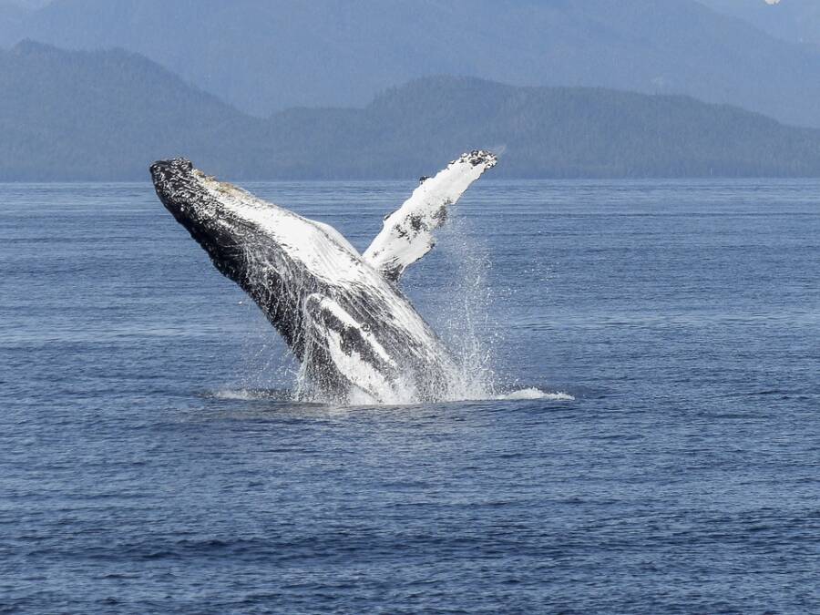 Diver Swallowed By Whale