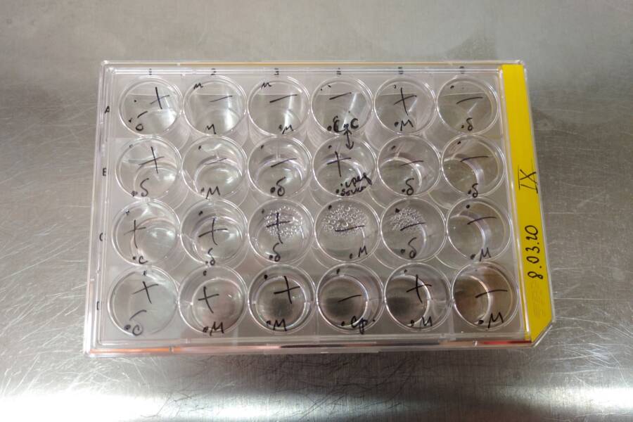 Rotifer Compartments