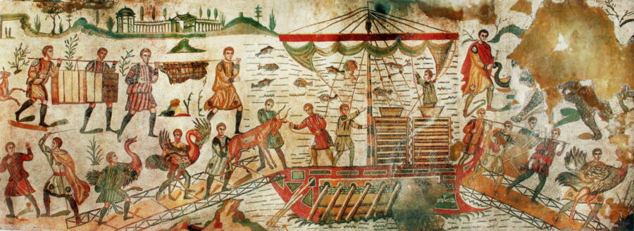 Transportation Of Animals For Venationes