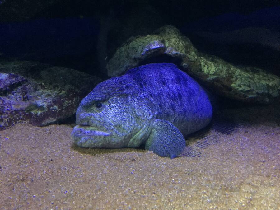 Wolffish