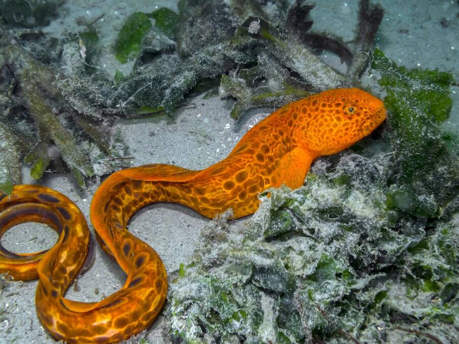 Orange Wolf Eel