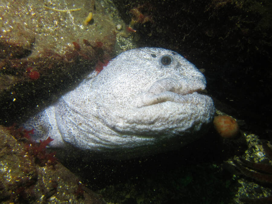 Pale Wolf Eels