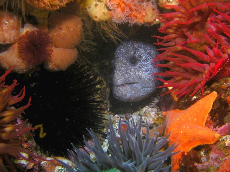 Wolf Eel Hiding In Cave