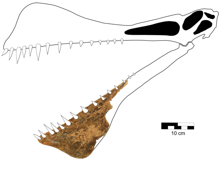 Thapunngaka Shawi Skull