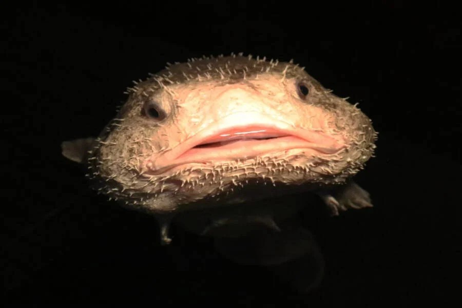 World&rsquo;s Ugliest Animal On Display