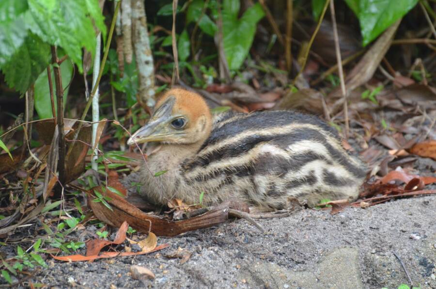 Cassowary Chick