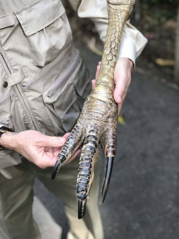 Cassowary Foot Talon