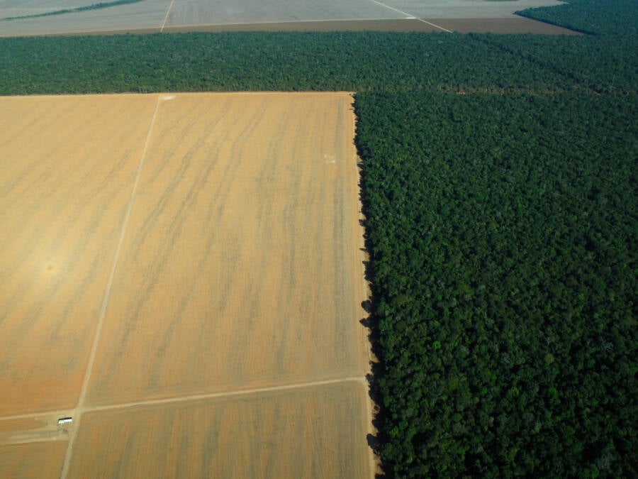Deforestation In Brazilian Amazon