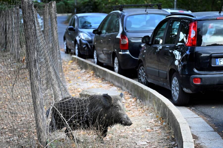 Roman Wild Boar