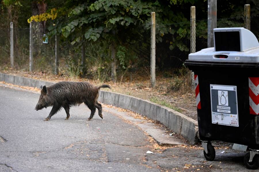 Wild Boar In Rome Near Garbage