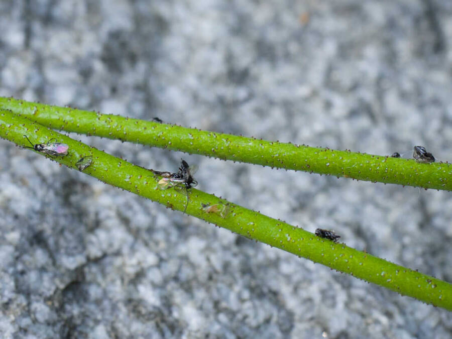 Flies On Stem Of Western False Asphodel