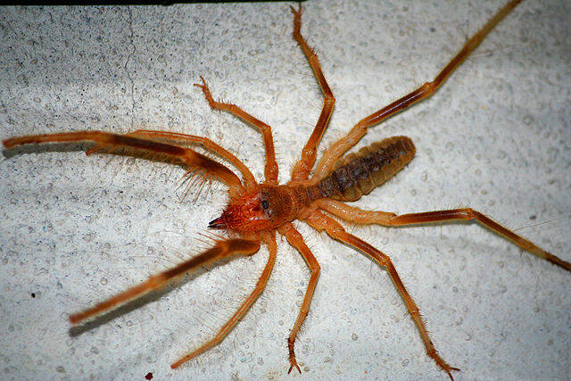 Camel Spider