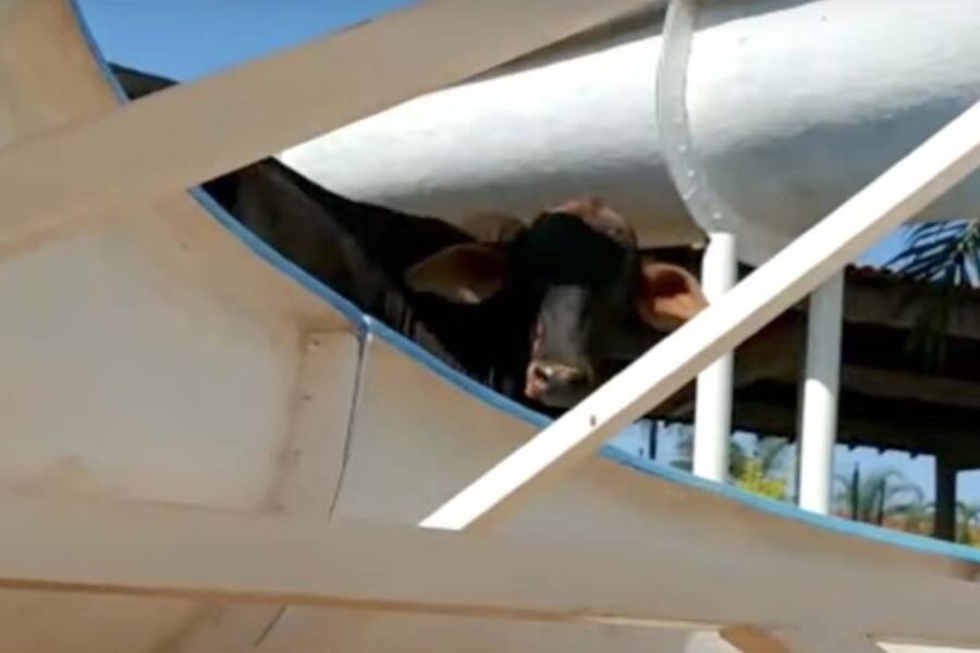 Cow On Waterslide