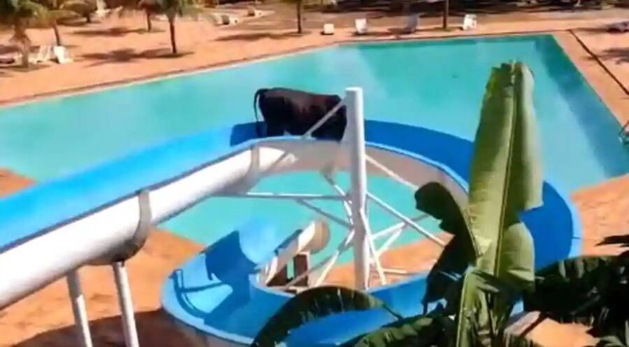 Cow Standing On Slide