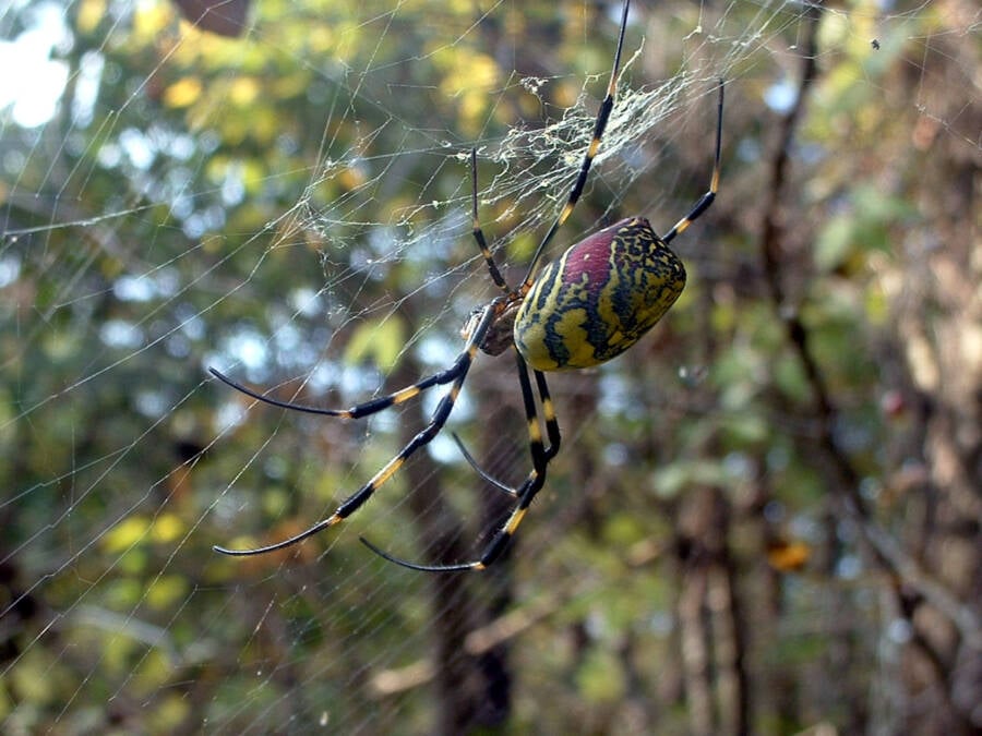 East Asian Joro Spiders