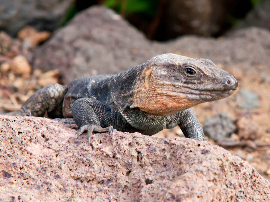 Gran Canaria Giant Lizard