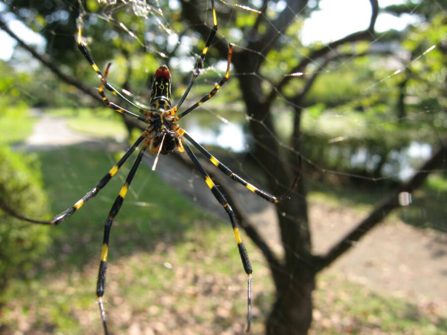 Joro Spider