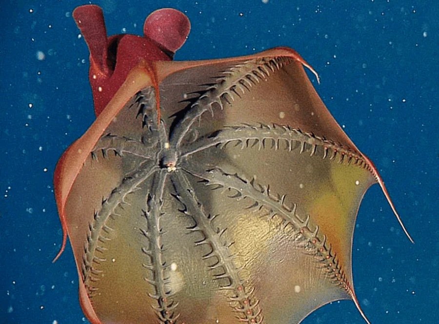 Vampire Squid Open