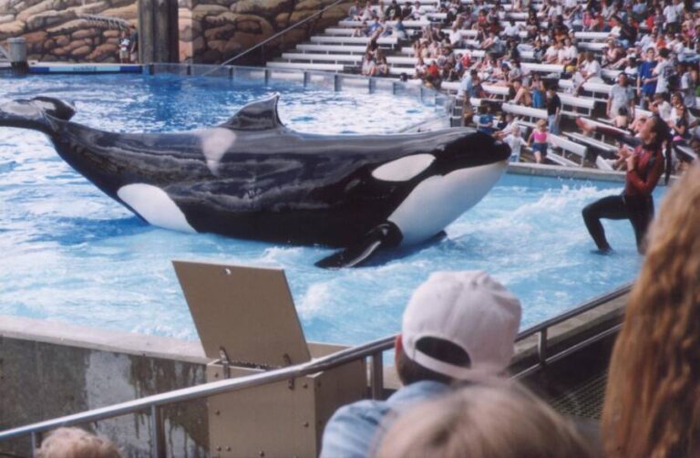 Dawn Brancheau, The SeaWorld Trainer Killed By A Killer Whale