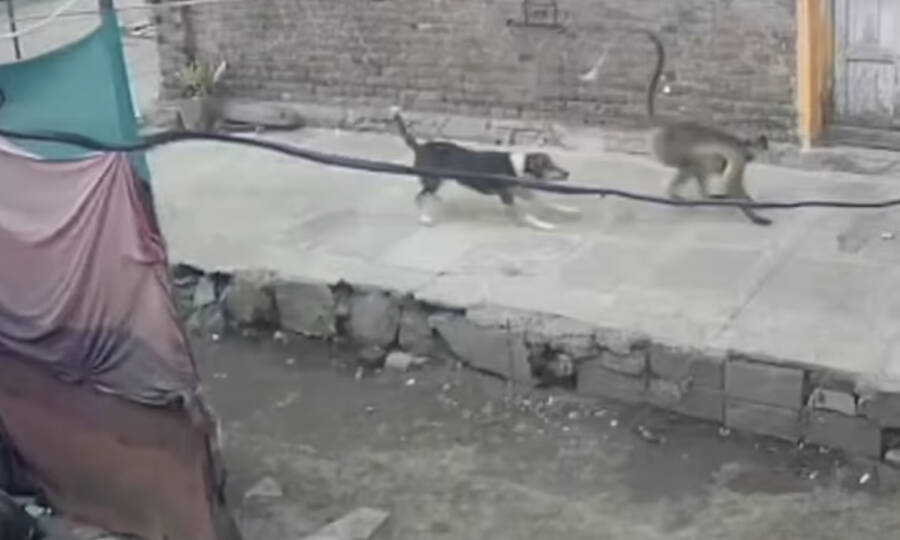 Dog And Monkey Confrontation