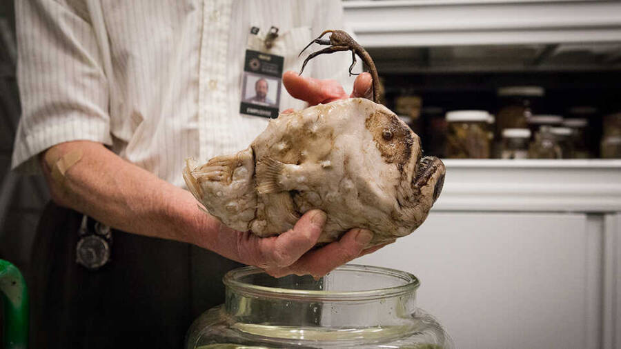 Pacific Footballfish