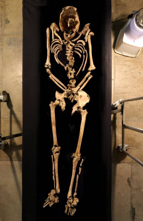 Full Skeleton
