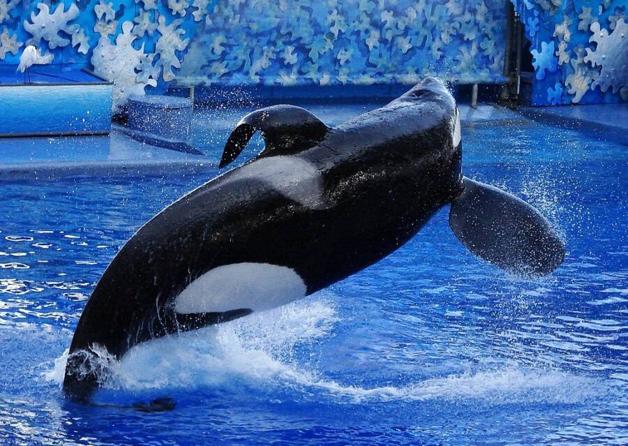 Tilikum At SeaWorld