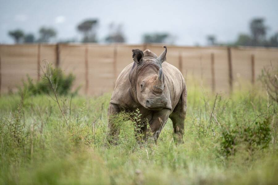 White Rhino In Rwanda