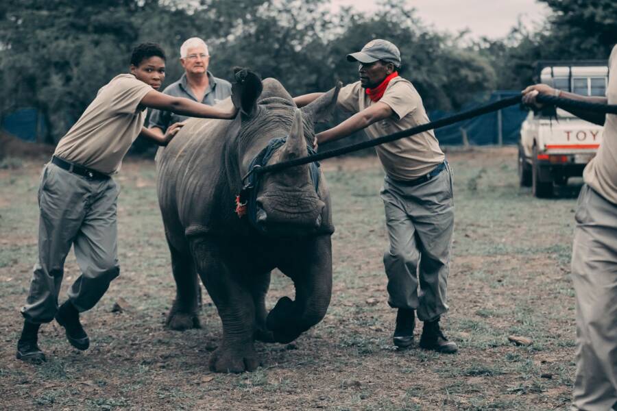 White Rhino Translocation
