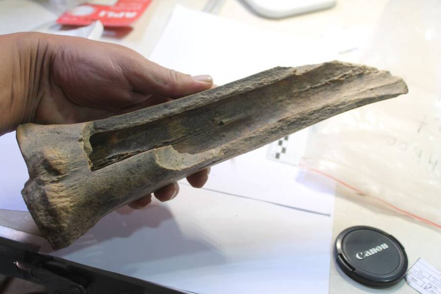 Camelus Knoblochi Bone