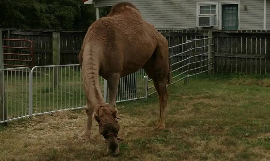 Pumpkin Barn Camel