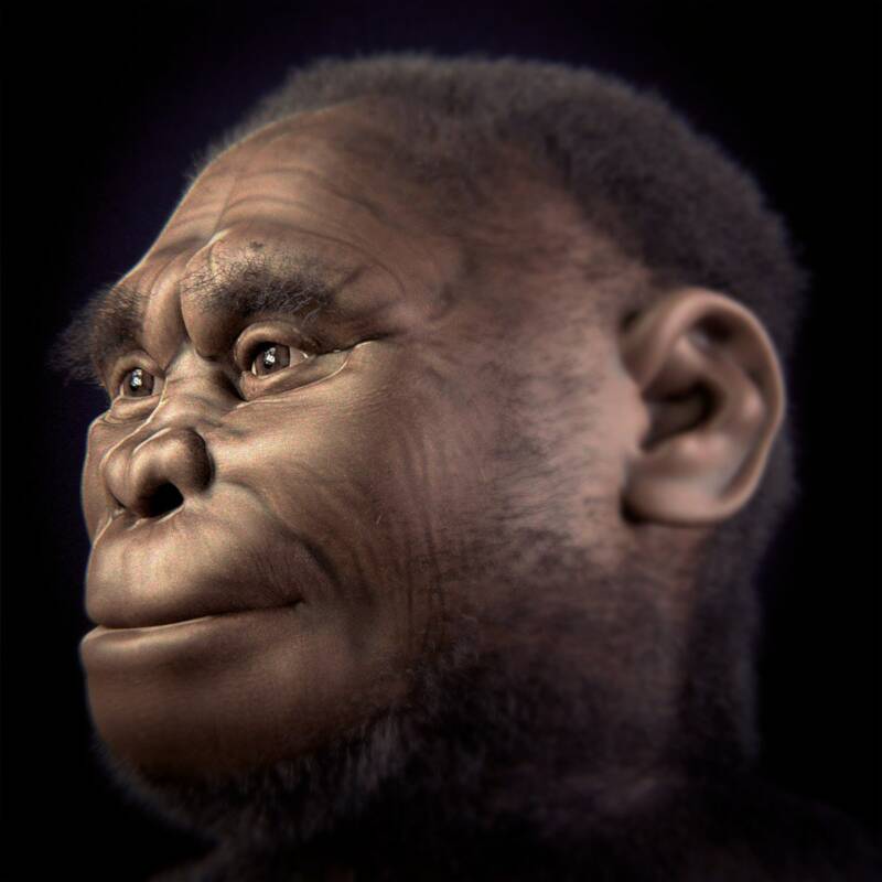 Homo Floresiensis Reconstruction