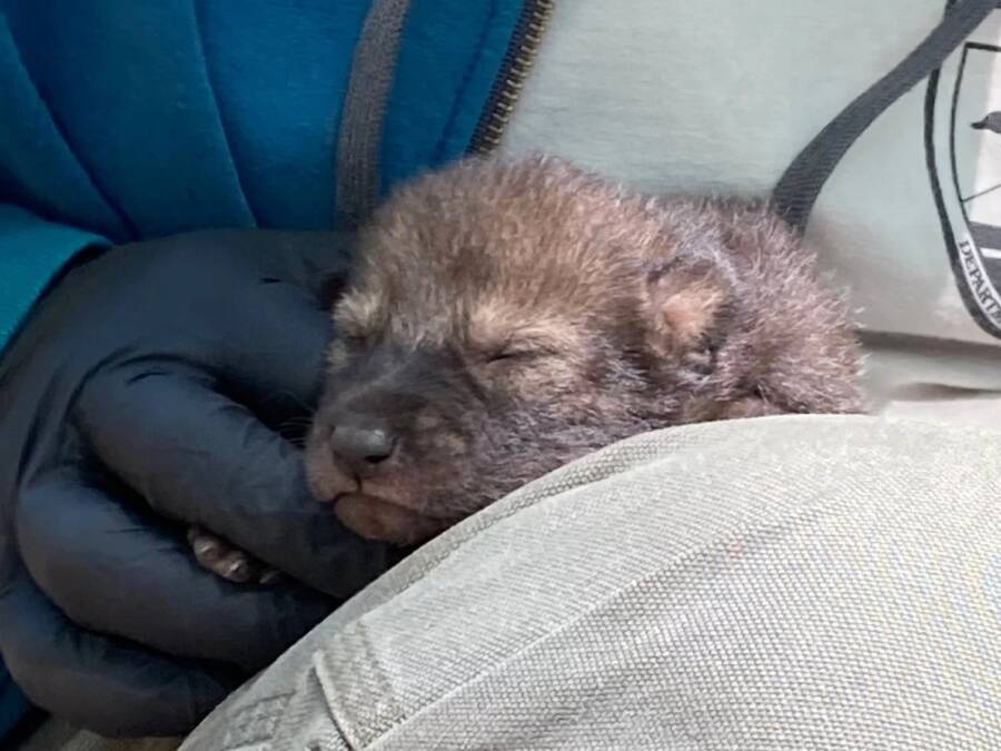 Red Wolf Pup Being Held