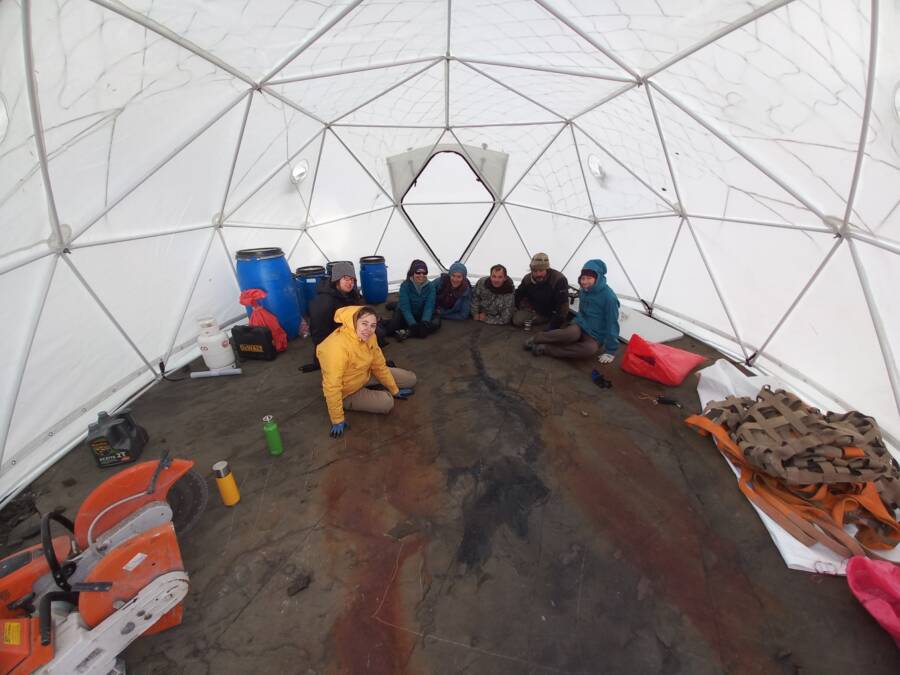 Pregnant Ichthyosaur Discovery