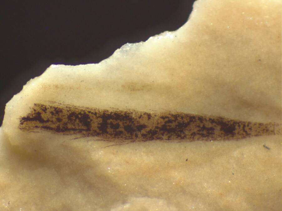 Pterosaur Feather