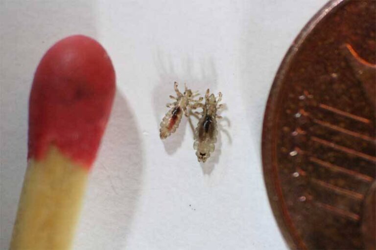 Two Arizona Women Face Murder Charges After A 9YearOld Dies Of Lice(07)