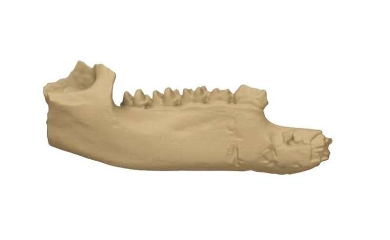 Nombe Jaw 3D Rendering