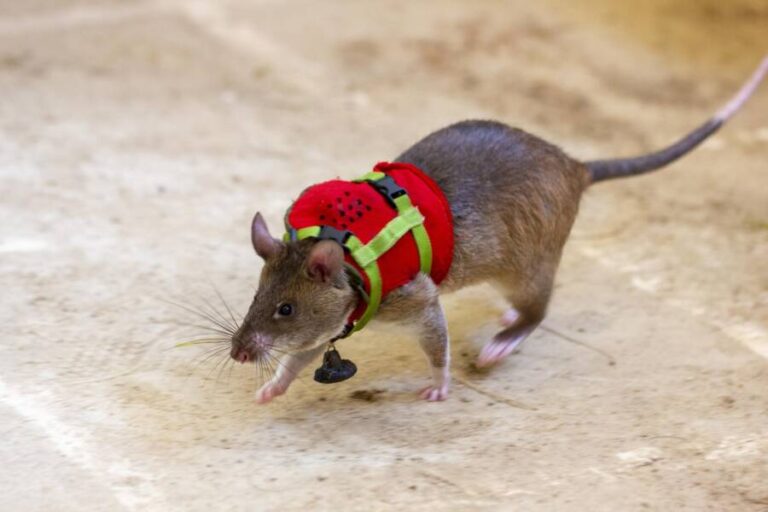 These 'Hero Rats Are Being Trained To Rescue Earthquake Survivors