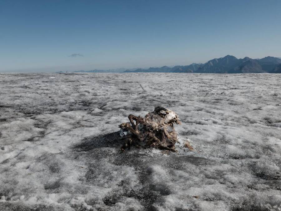 Chamois In Glacier Ice