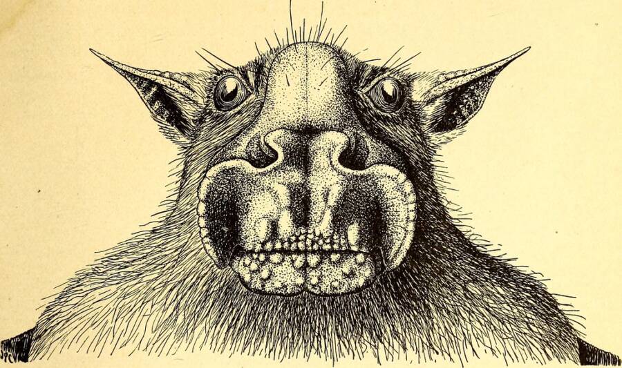 Illustration Of A Hammer Headed Bat