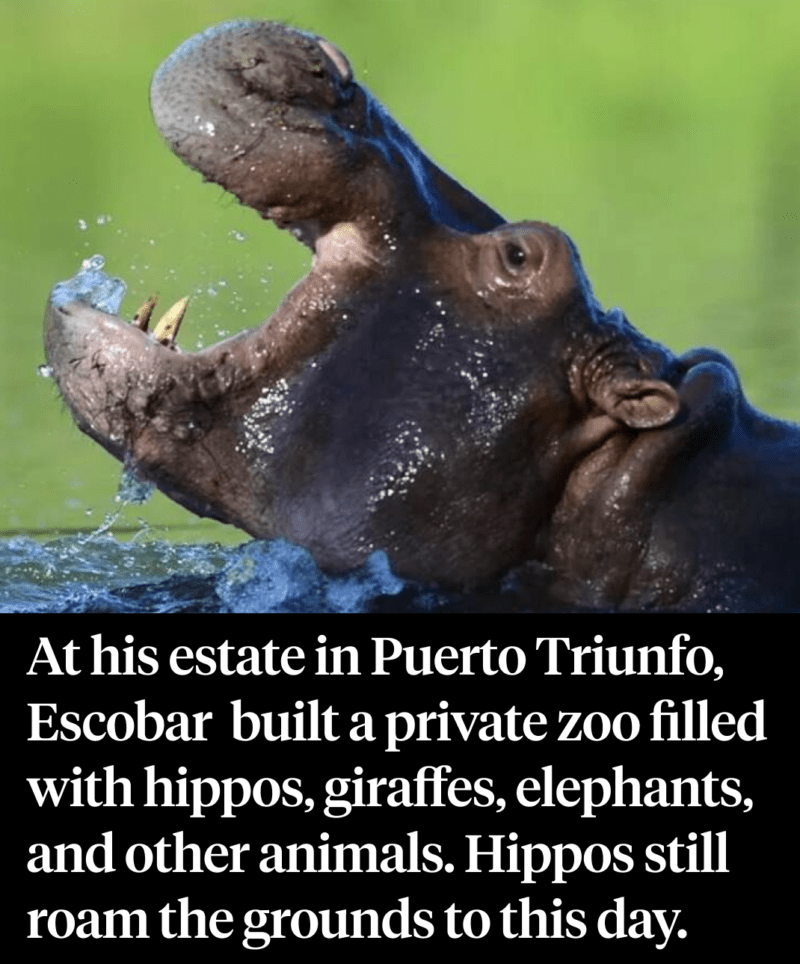 Facts About Pablo Escobar&rsquo;s Hippos