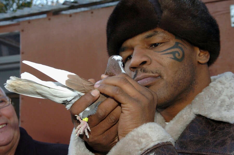 Mike Tyson Pigeon