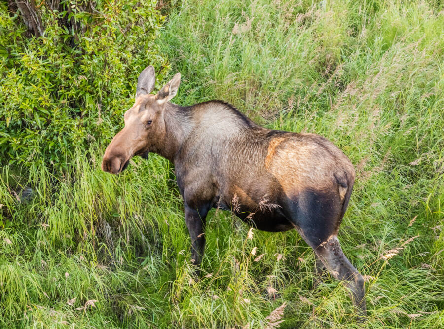 Female Moose