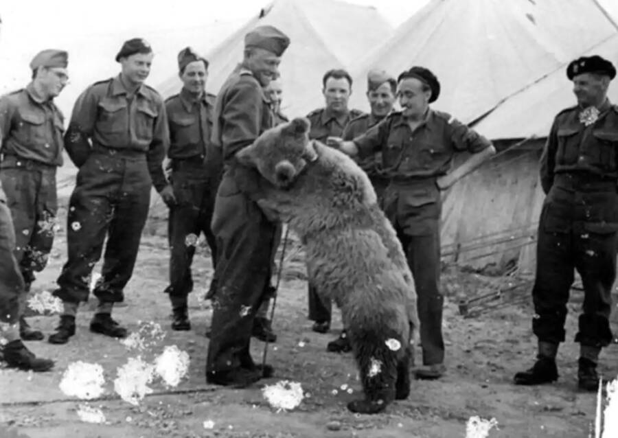 Weird History Fact About Wojtek