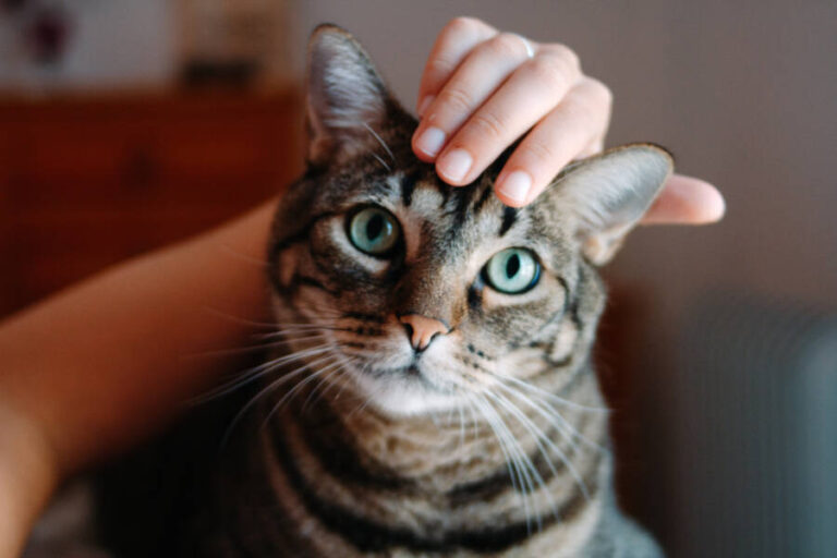 Can Cats Understand Humans New Study Says Yes